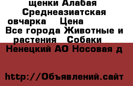щенки Алабая (Среднеазиатская овчарка) › Цена ­ 15 000 - Все города Животные и растения » Собаки   . Ненецкий АО,Носовая д.